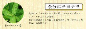 4.カワラケツメイ.jpg