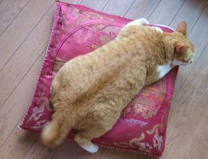 ダメ猫.jpg