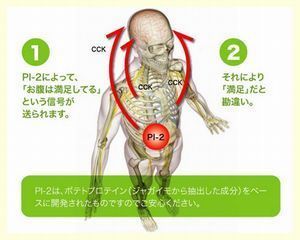 ポテトプロテインメカニズム.jpg
