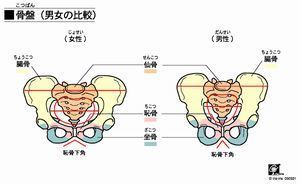 男女の骨盤 比較.jpg
