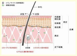 皮膚の構造.jpg
